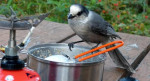 Gray Jay of Whisky Jack of, zoals hier, de Camp Robber. Dol op Hollands pannenkoekbeslag